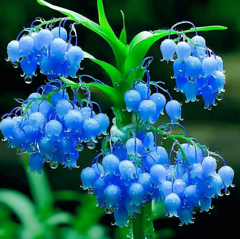 Blue Lily of the Valley with water droplets on its delicate bell-shaped flowers.