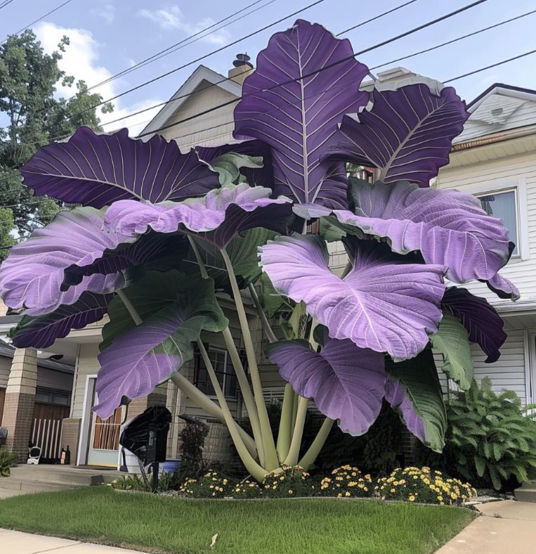 Large Colocasia gigantea 'Purple' in a front yard garden