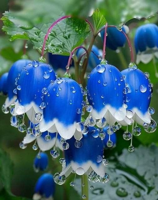 Dew-Covered Bluebell Flowers with White-Tipped Petals