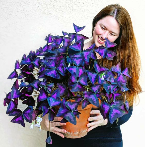 A woman holding a large Butterfly Plant (Oxalis triangularis) in a terracotta pot, smiling joyfully.