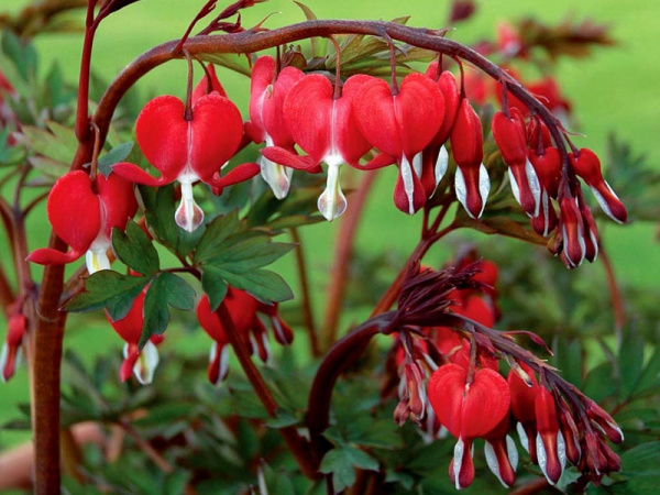 Cluster of vibrant red Bleeding Heart flowers with heart-shaped petals and white accents.