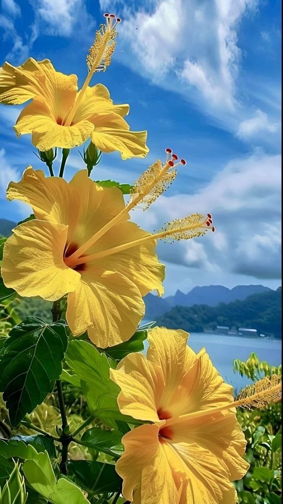 Close-up of vibrant yellow hibiscus flowers against a blue sky