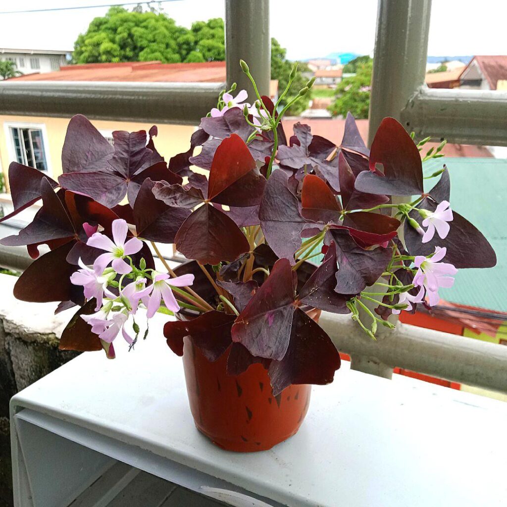 "A potted Butterfly Plant (Oxalis triangularis) with dark purple leaves and light pink flowers on a balcony."