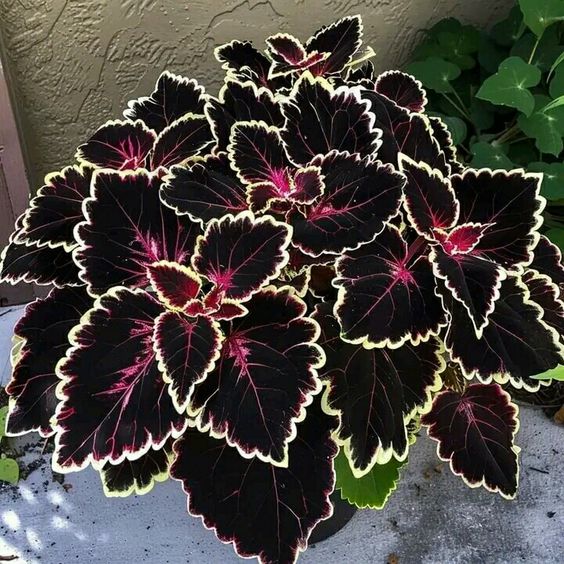 Vibrant Caladium plant with dark leaves and bright edges in a garden setting