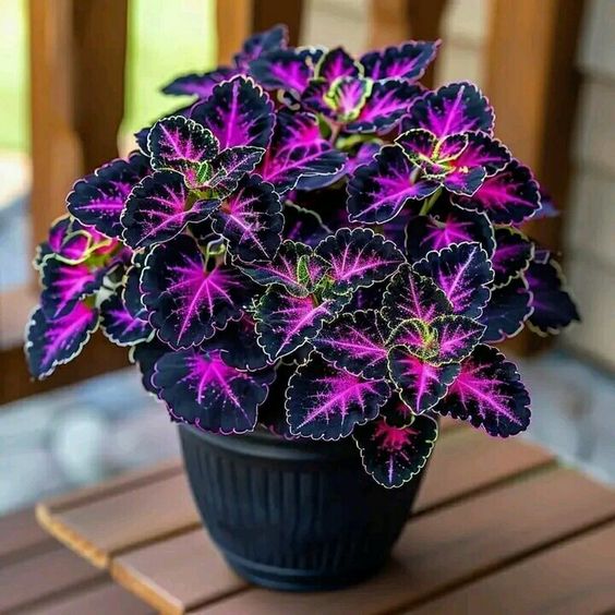 Caladium plant with dark purple leaves and speckled patterns in a pot