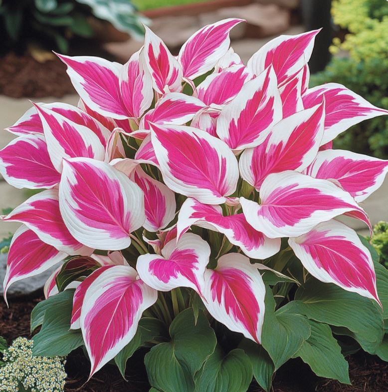 A vibrant cluster of Hosta plants featuring large, variegated leaves with striking pink and white patterns, creating a stunning focal point in the garden.