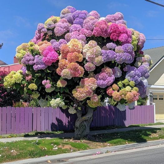 Vibrant tree with multicolored hydrangea flowers