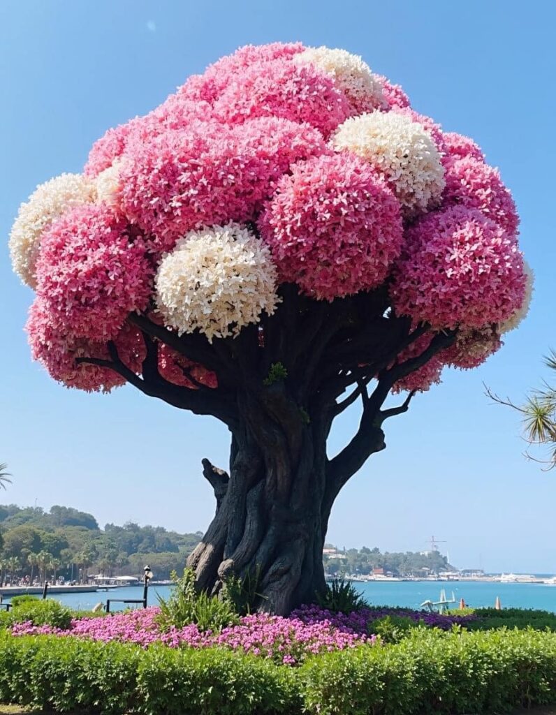 A vibrant hydrangea tree with large clusters of pink and yellow flowers against a clear blue sky.