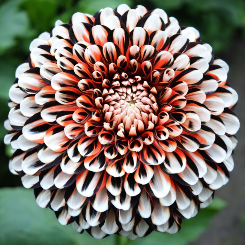 A vibrant dahlia flower with striking black, white, and red petals