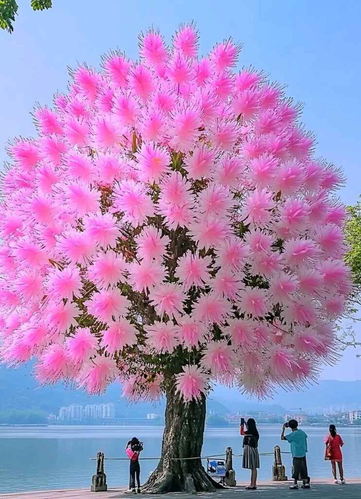 Large Dragon Tree Flower (Dracaena cinnabari) with vibrant pink blossoms by the lakeside.