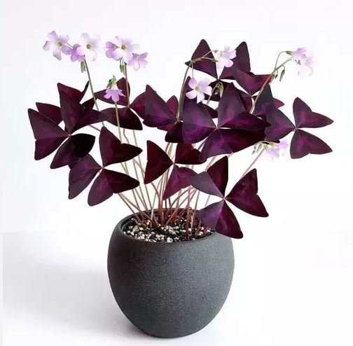 A Butterfly Plant (Oxalis triangularis) with vibrant purple leaves and delicate lavender flowers in a round black pot.