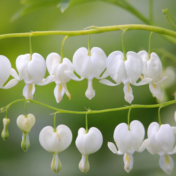 Delicate cluster of white Bleeding Heart flowers hanging gracefully on a green stem.