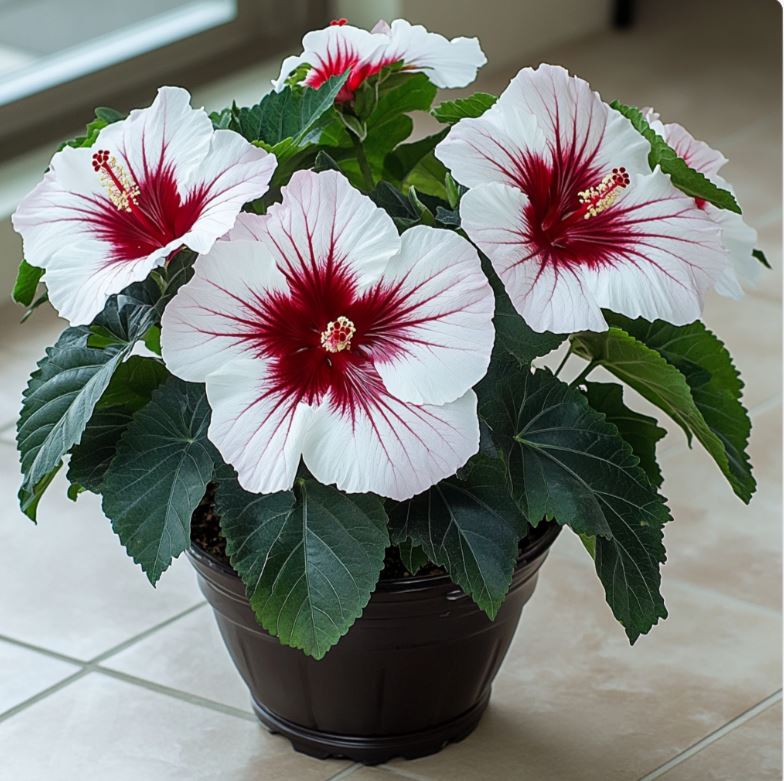  Close-up of white hibiscus flowers with red centers