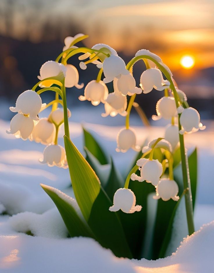 "Lily of the Valley flowers covered in frost during sunrise in a snowy landscape."