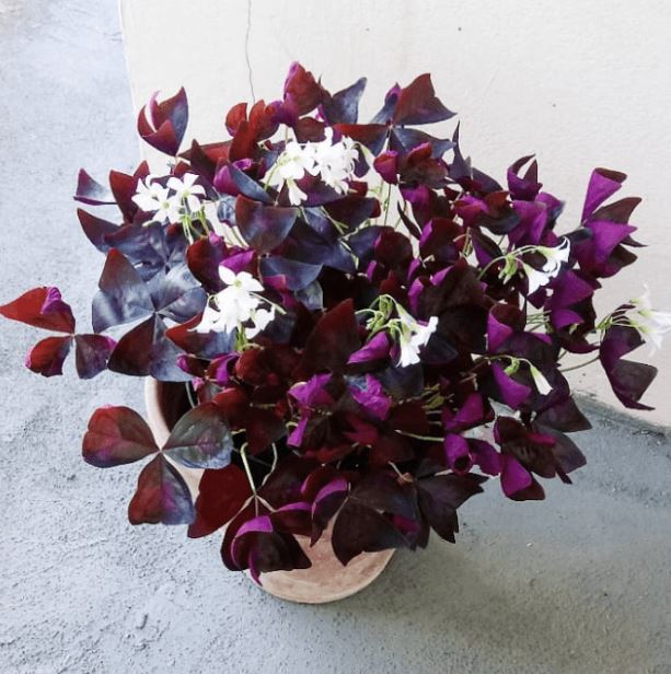 A Butterfly Plant (Indoor) with rich purple and red leaves, adorned with delicate white flowers, in a terracotta pot.