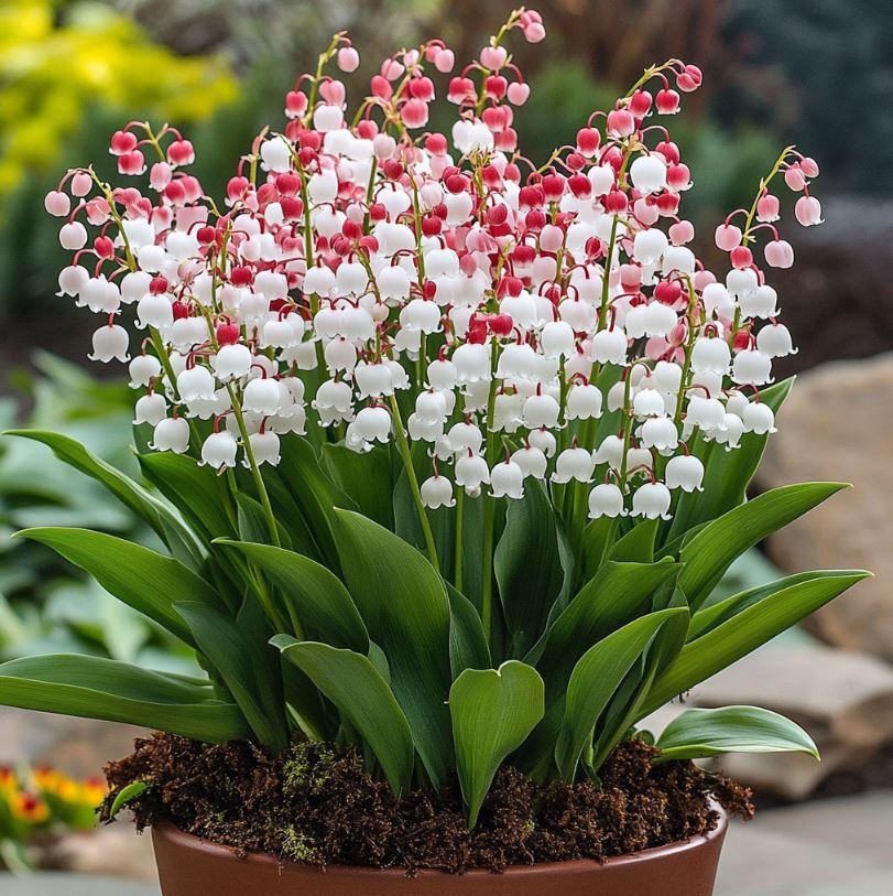 A beautiful arrangement of Lily of the Valley flowers in white and pink, showcasing their delicate bell-shaped blooms against vibrant green leaves.