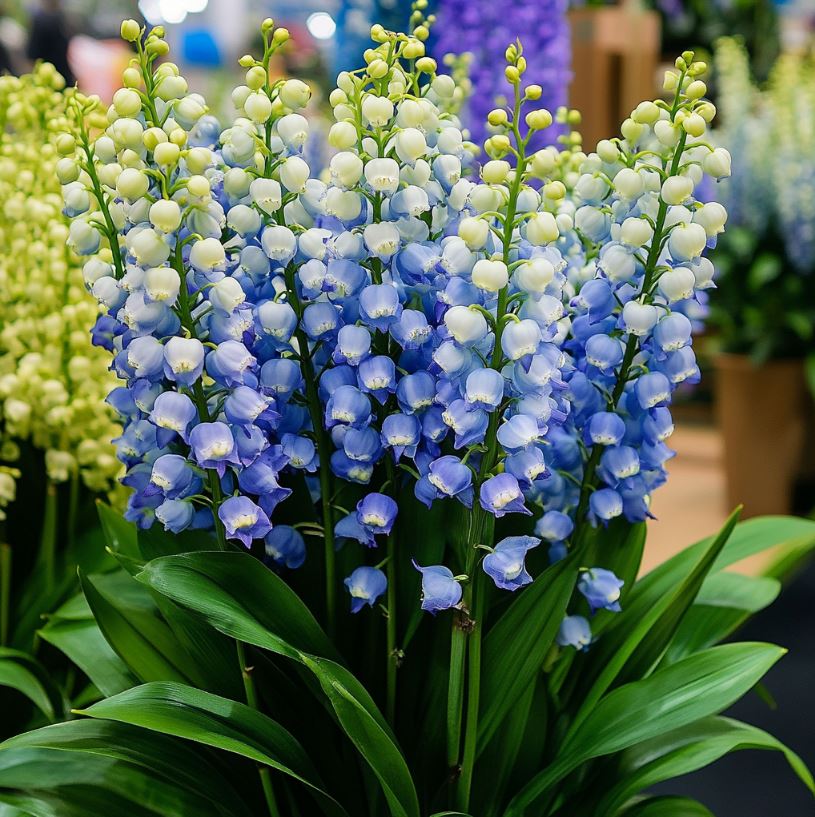 A vibrant display of Lily of the Valley flowers featuring clusters of blue and white bell-shaped blooms, surrounded by lush green leaves.