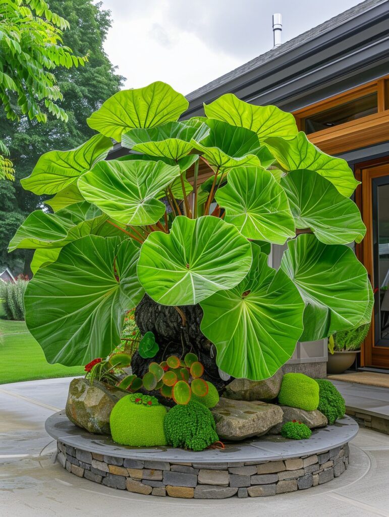 A lush Elephant Ear plant with large, vibrant green leaves displayed prominently in a stylish garden setting.