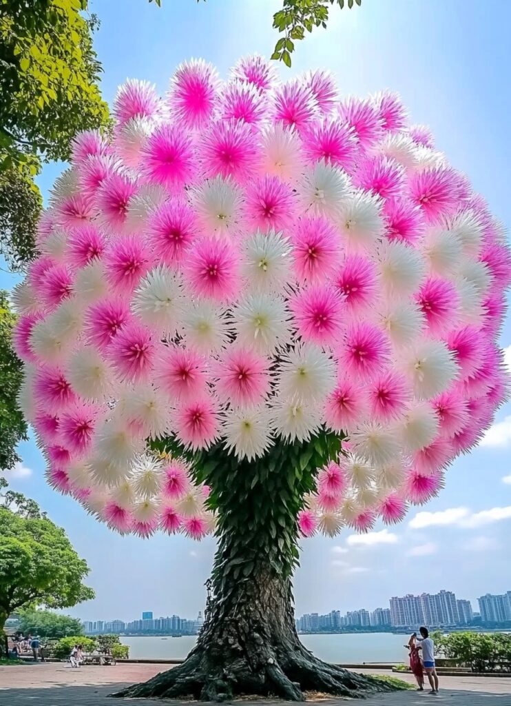 Large Dragon Tree Flower (Dracaena cinnabari) with vibrant pink blossoms and people admiring it by the lake.