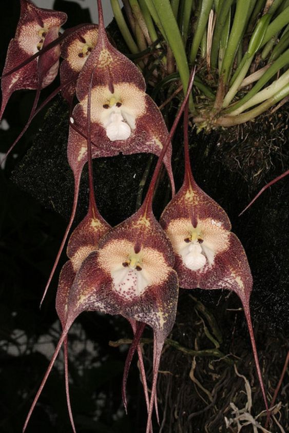 Monkey Orchid (Dracula simia) with unique flowers resembling monkey faces