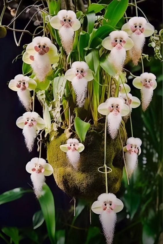 Monkey Orchid (Dracula simia) with whimsical flowers resembling monkey faces