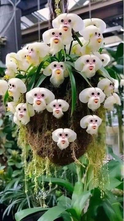 Monkey Orchid (Dracula simia) with flowers resembling monkey faces and beards