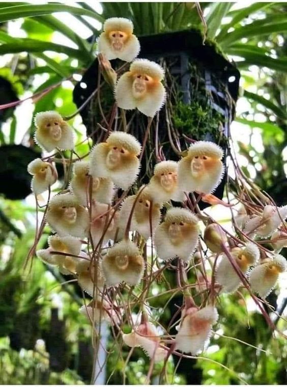 Monkey Orchid (Dracula simia) with flowers resembling monkey faces