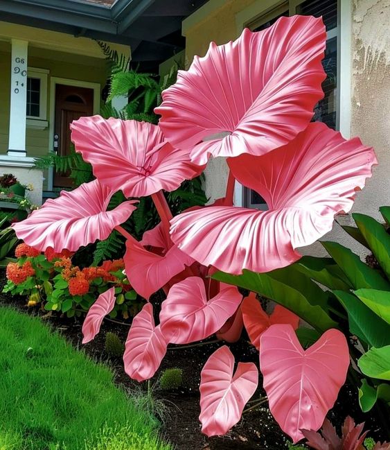 Pink Elephant Ear plant with large, vibrant leaves in a front yard garden.