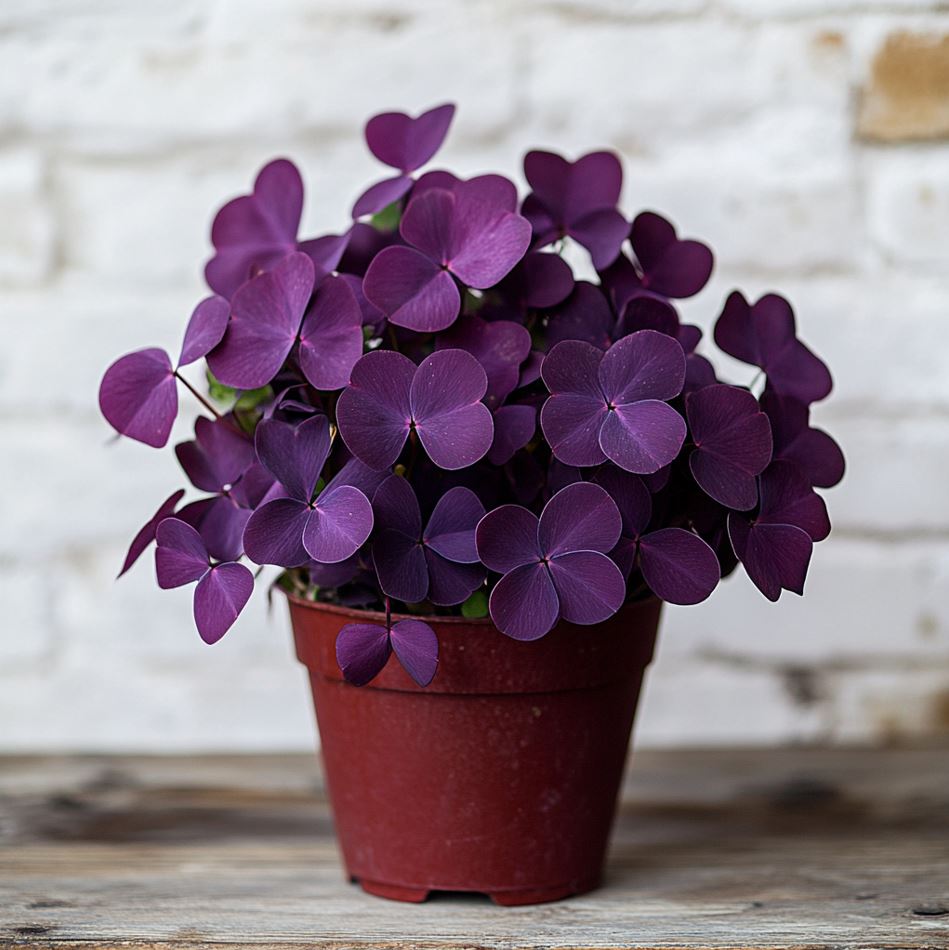 A potted purple Butterfly Plant (Oxalis triangularis) with large, vibrant leaves.