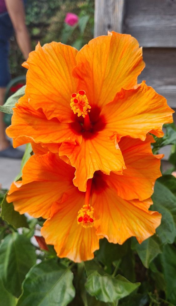 Close-up of vibrant orange hibiscus flowers