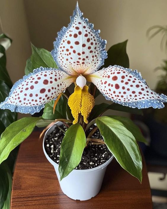 Close-up of unique orchid with white and spotted petals