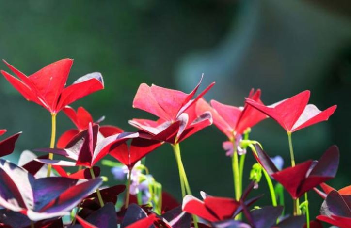 "Butterfly Plant (Oxalis triangularis) with bright red leaves basking in sunlight."