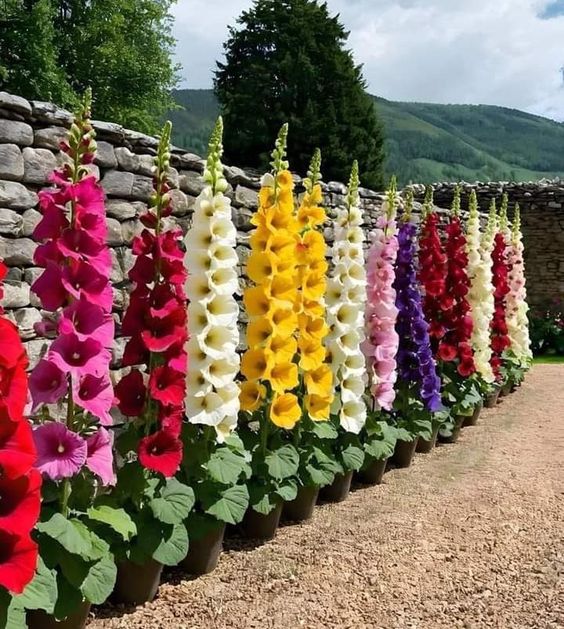 Row of colorful hollyhock flowers blooming against a stone wall