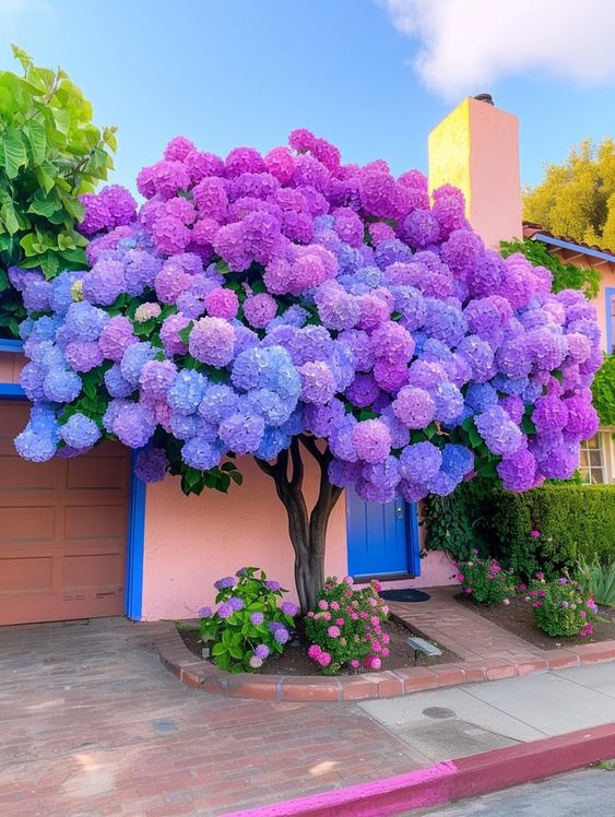 Vibrant tree with purple and blue hydrangea flowers