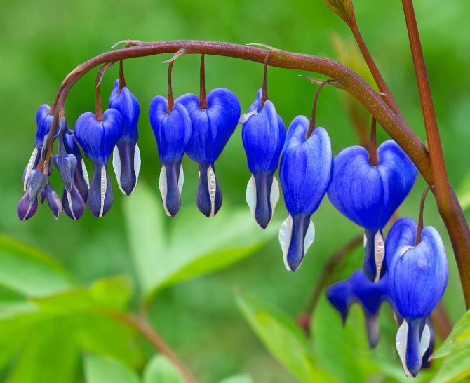 Delicate cluster of vibrant blue Bleeding Heart flowers hanging from a green stem