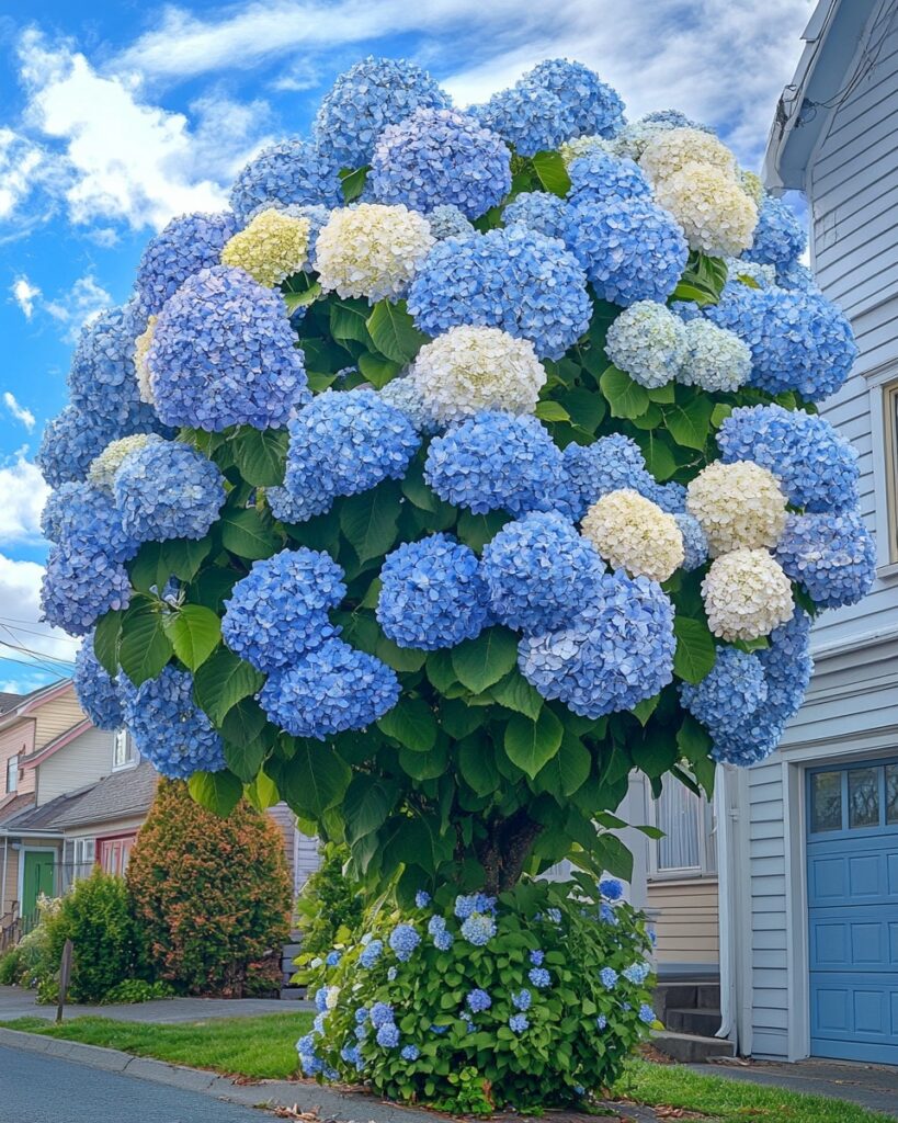 Vibrant Hydrangea tree with clusters of blue and white flowers against a clear sky.