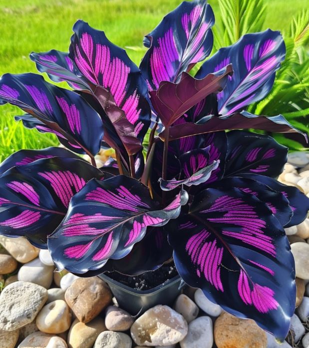 Calathea plant with striking dark leaves featuring vibrant purple stripes