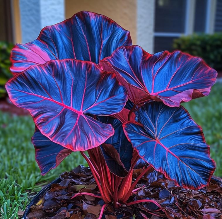 Vibrant Elephant Ear plant with large, dark blue-green leaves and striking red veins