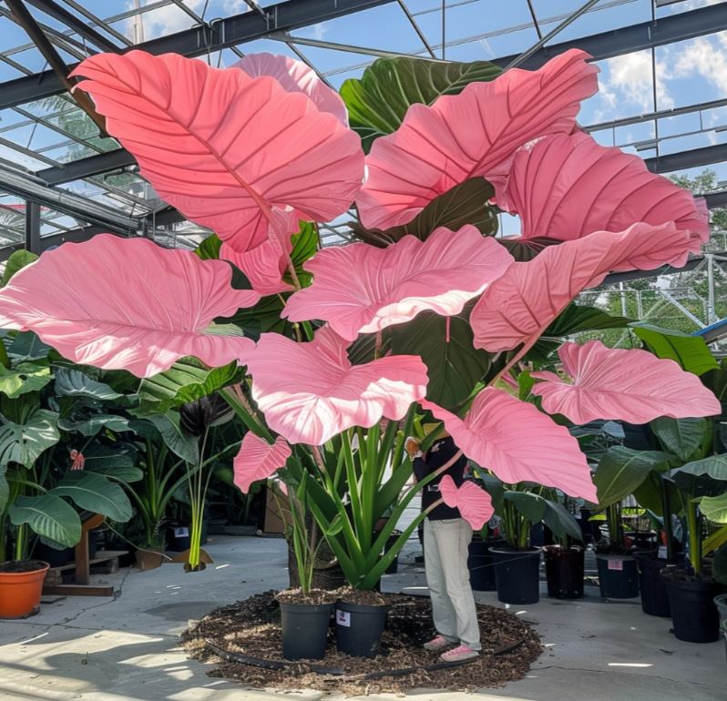 Large pink Elephant Ear plants with broad leaves inside a greenhouse