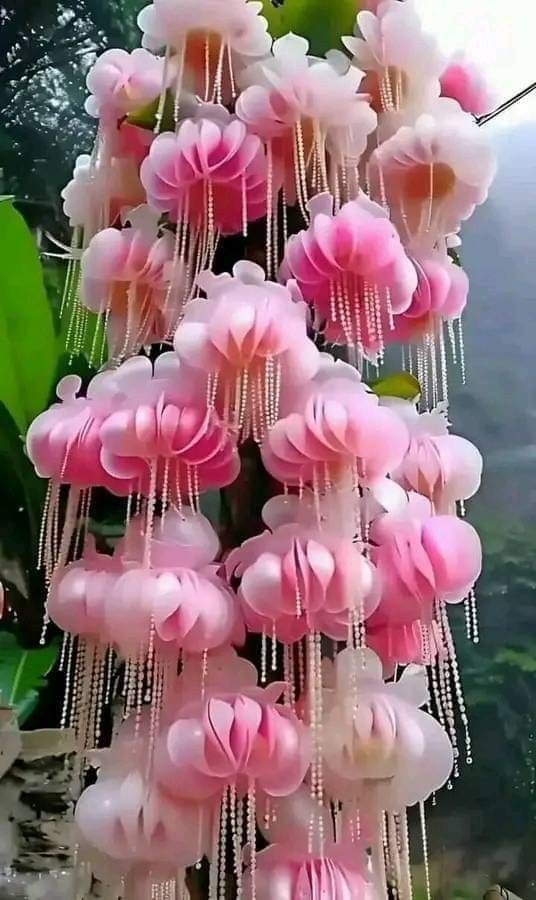 A beautiful cluster of pink hanging flowers with delicate strands, resembling a cascading waterfall in a lush green setting.