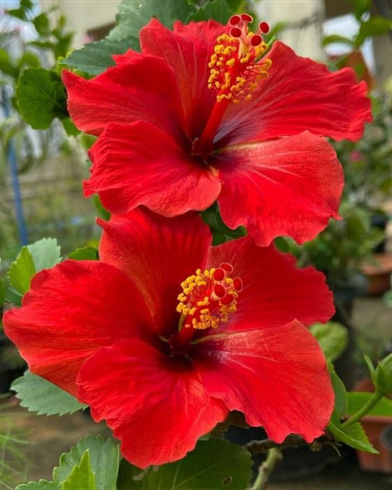 Close-up of vibrant red hibiscus flowers