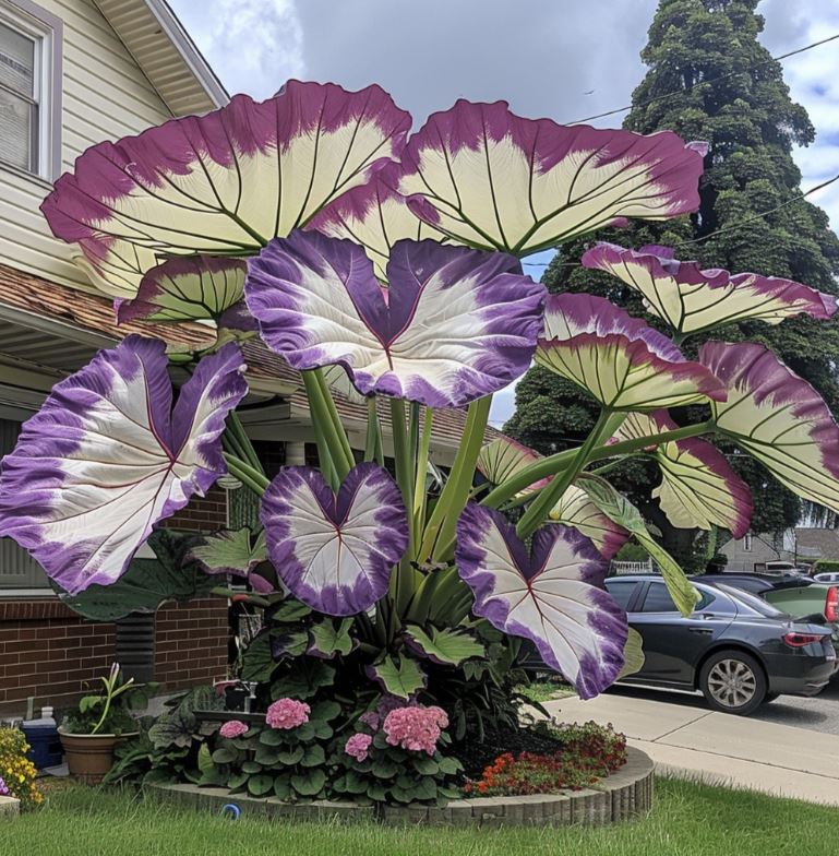 Large, colorful elephant ear plant with vibrant purple and white leaves in a residential garden