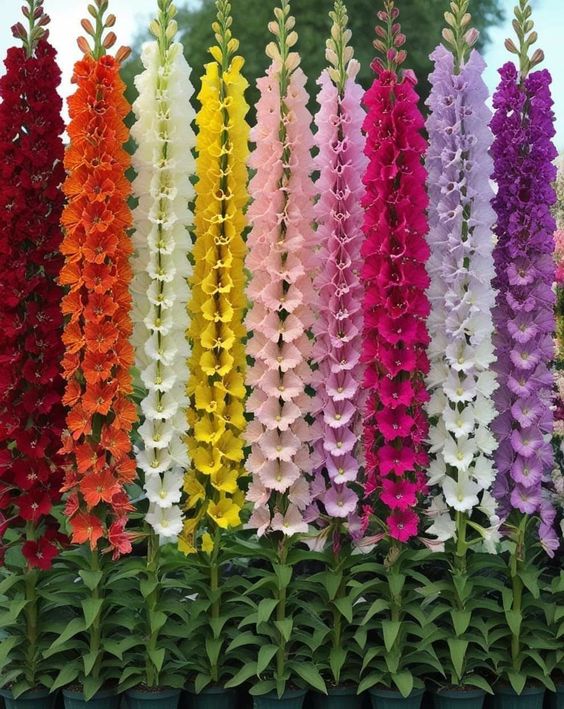 Colorful rows of tall gladiolus flowers in full bloom