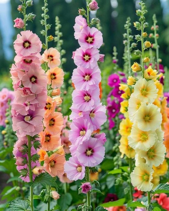 Colorful hollyhock flowers in full bloom in a garden