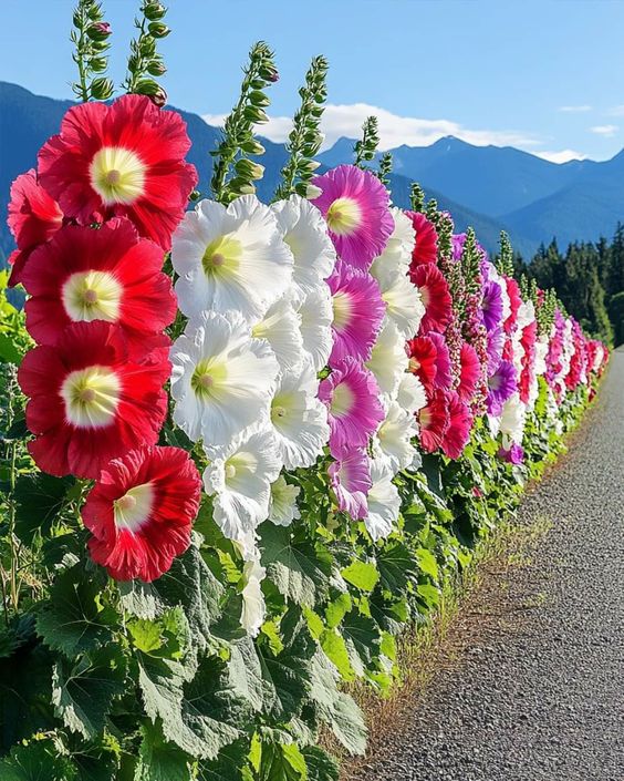 Row of colorful hollyhock flowers along a mountain road