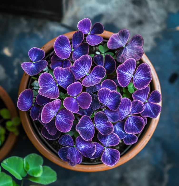 Close-up of a Butterfly Plant (Oxalis triangularis) displaying vibrant purple leaves in a terracotta pot.