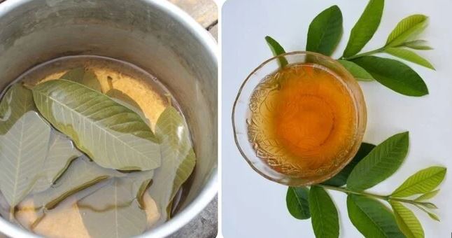 The Benefits of Guava Leaves Tea