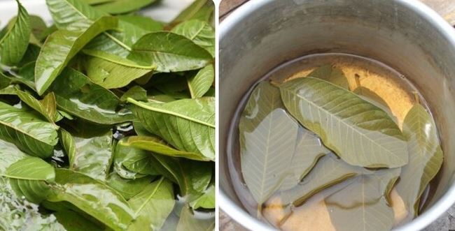 The Benefits of Guava Leaves Tea