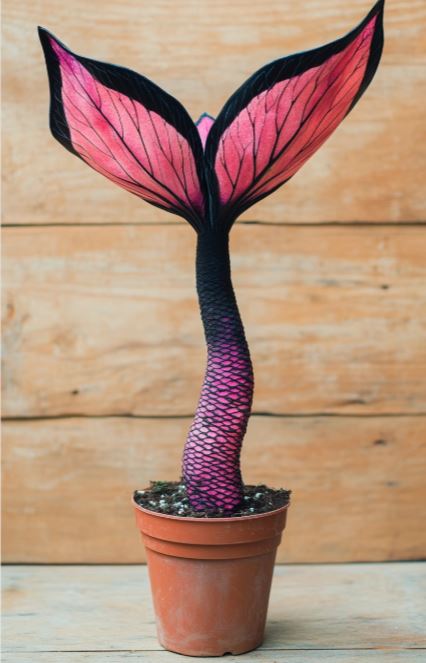 Mermaid Plant with a vibrant pink and black scaly stem and fin-like leaves, growing in a terracotta pot against a wooden background