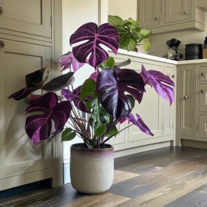 Philodendron 'Purple Prince' plant